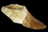 Partially Rooted Mosasaur (Prognathodon) Tooth - Morocco #116935-1